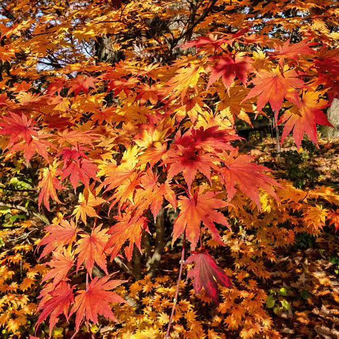 Siebold s Maple Tree (Acer Sieboldianum) Seeds(2 Seeds)