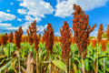 10/50/100 HONEY DRIP SORGHUM Bicolor Honey Drop Syrup Grain Vegetable Seeds *Flat Shipping(10 Seeds)