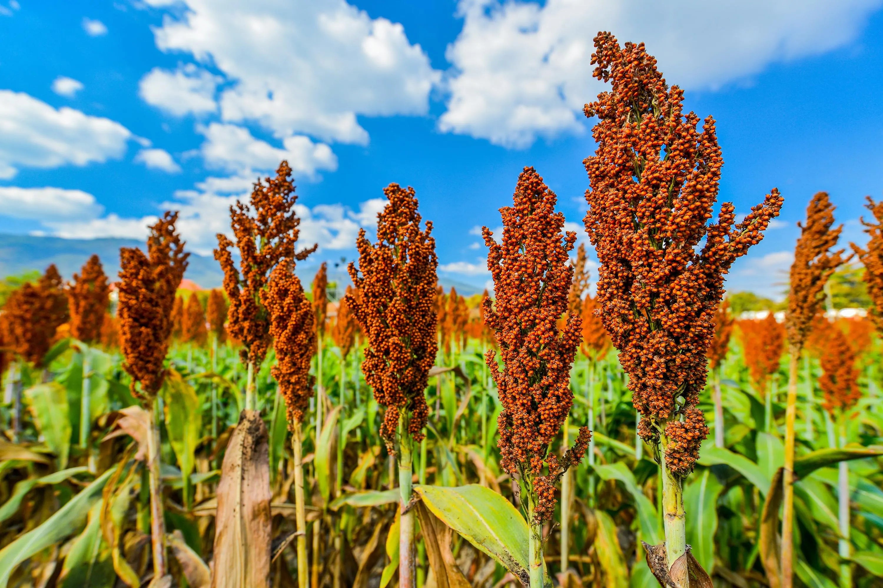 10/50/100 HONEY DRIP SORGHUM Bicolor Honey Drop Syrup Grain Vegetable Seeds *Flat Shipping(10 Seeds)