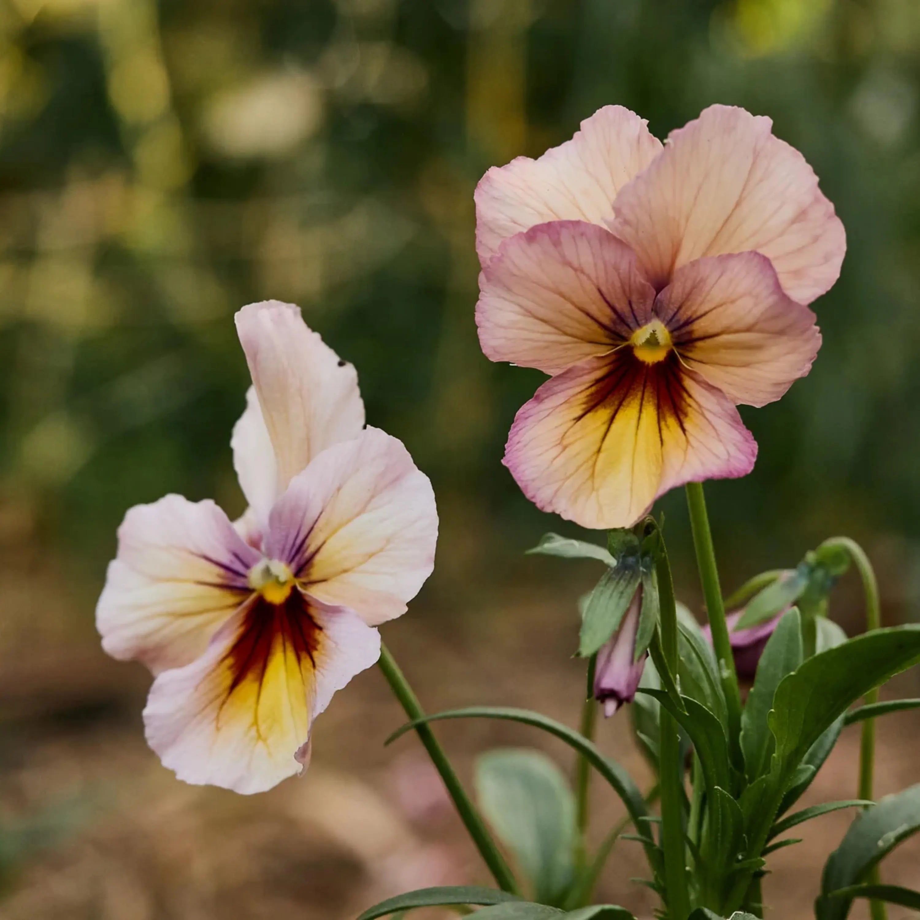 Nature Antique Shades Viola (Pansy) Seeds - Cold Resistant - Open-Pollinating - Draft Resistant - Plant in late Summer/early Spring(10 Seeds)