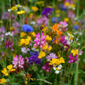 Wildflower Mix Seeds — 120/600/1200 Seeds, Colorful Garden Blooms(120pcs)
