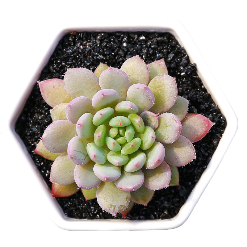 Echeveria setosa rondelli-Live Mini Succulent Plants Rooted in a 2-inch pot, Low Maintenance Exceptional Colors  Textures -Wedding and Party Favors,Gift Garden,Coworker Thank You Gifts,Funny Succulent Plant Pot,Christmas Decorations(1pc)