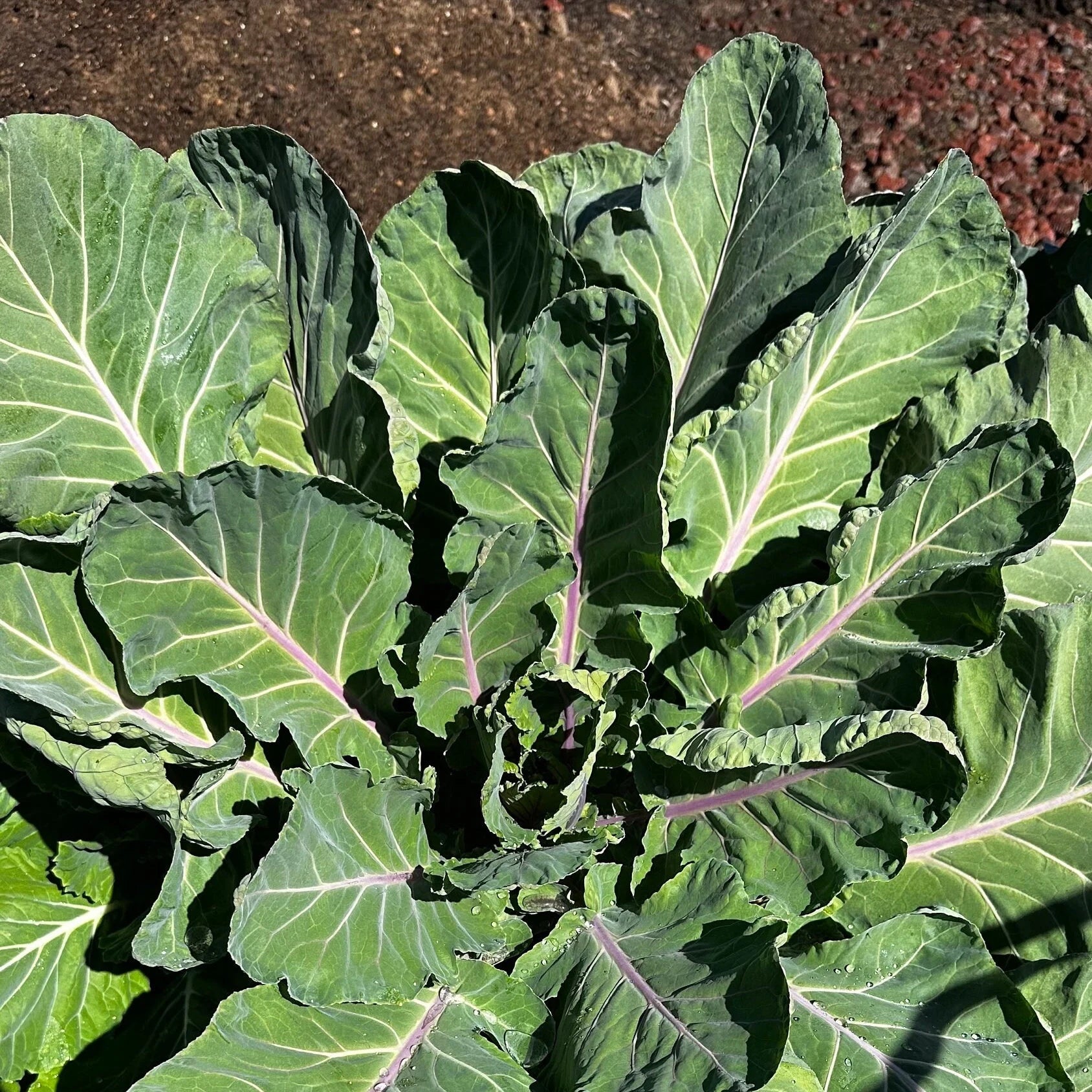 Nancy Malone Wheat Purple Collard Seeds(100 Seeds)