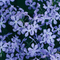 Emerald Blue Creeping Phlox Seeds – Ground Cover Flower  – Friendly - Open -Pollinating-Plant in early Spring - 400+ SEEDS(400 Seeds)
