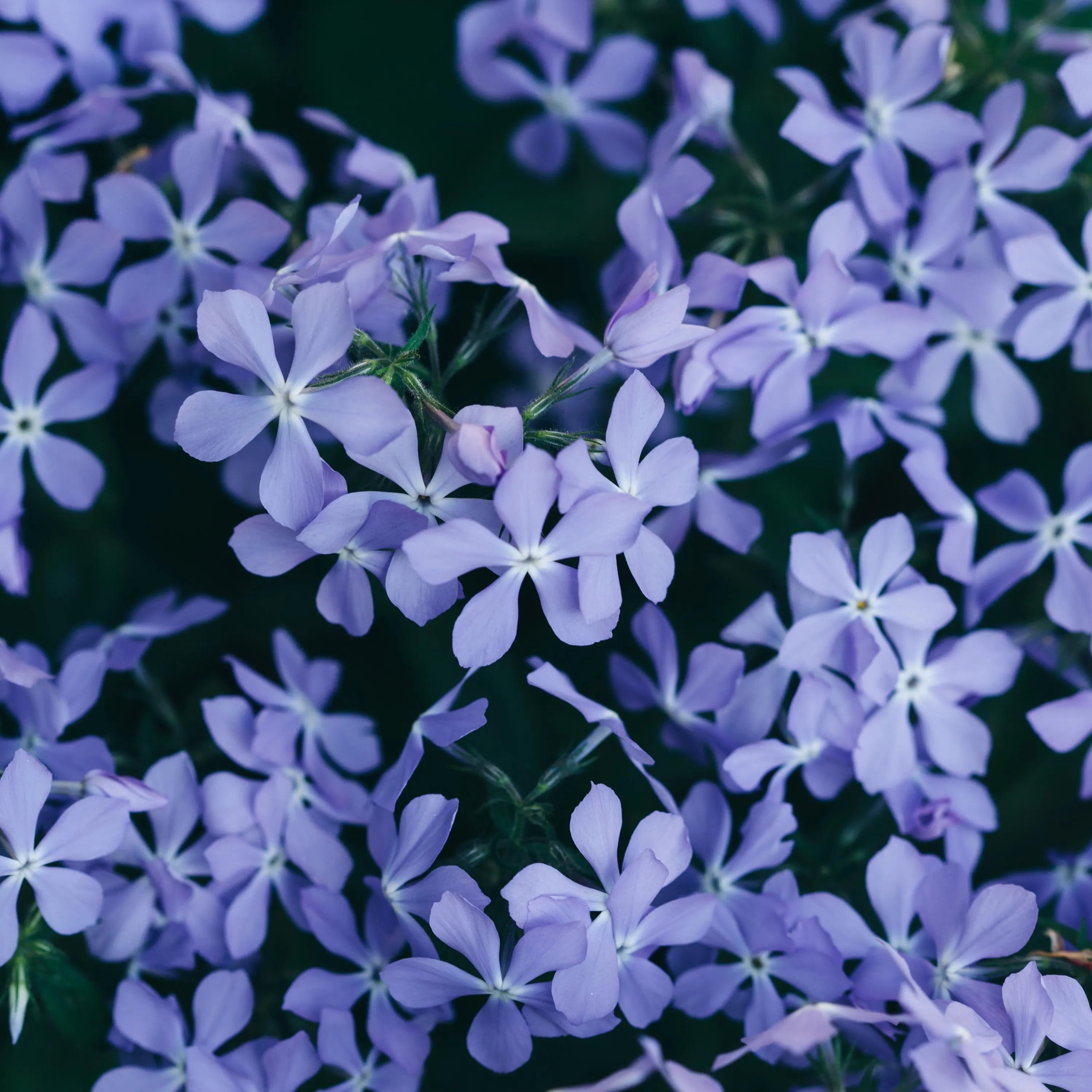 Emerald Blue Creeping Phlox Seeds – Ground Cover Flower  – Friendly - Open -Pollinating-Plant in early Spring - 400+ SEEDS(400 Seeds)