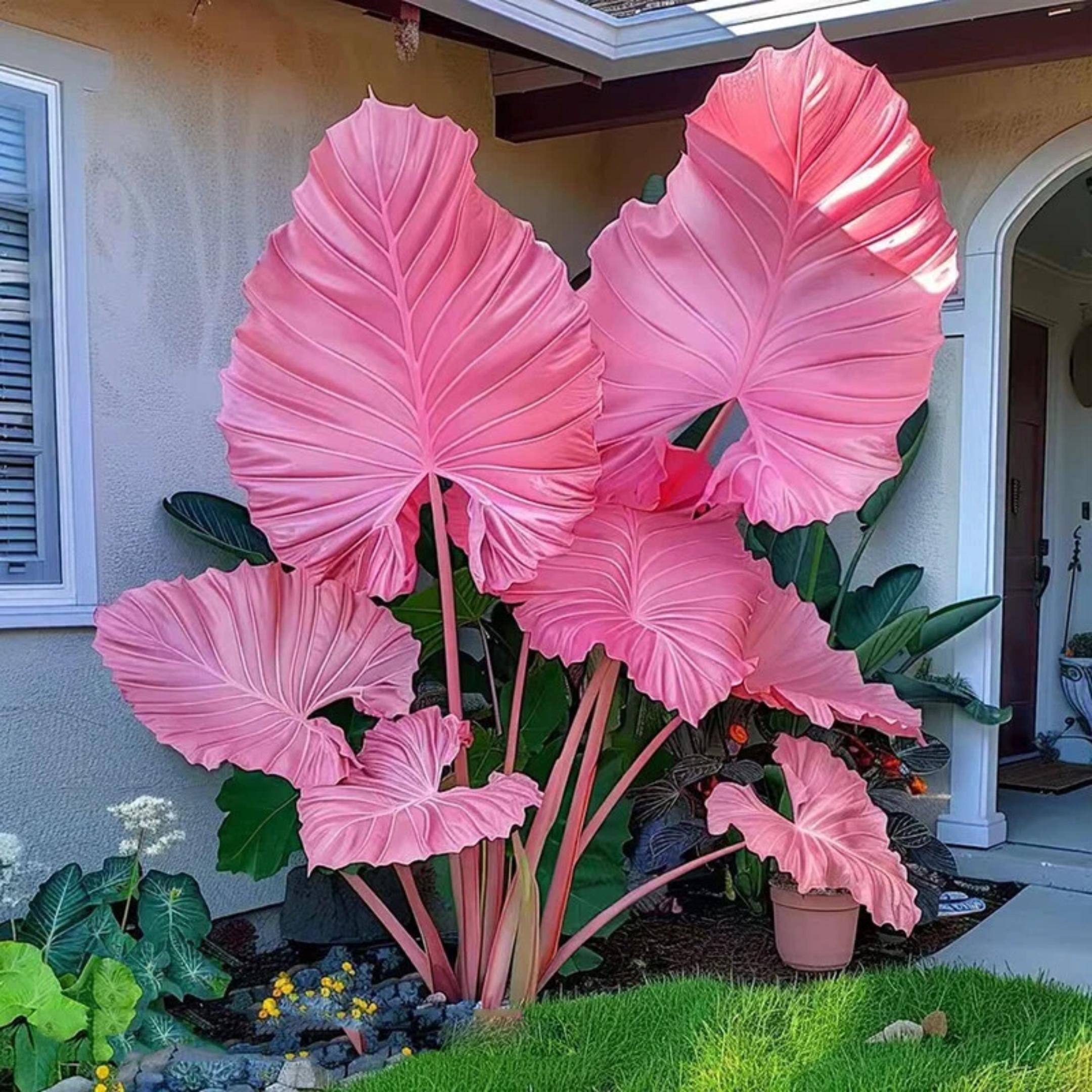 100+ Pink Caladium Seeds: Rare Tropical Foliage, Indoor Bonsai(100 Seeds)