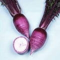 Japanese Hot deep pink Radish Seeds - Aka (Red) Karaine - Hybrid 20/100/200 seeds củ cải Nhật Bản Hiếm rare find purple radish wonderful color(20 Seeds)