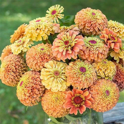 10/50/100 seeds lovely Queeny Orange Lime Zinnias Seeds(10 Seeds)
