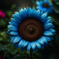 Midnight Oil Blue Sunflower Seeds: Rare Bonsai Black Hybrid, Non-GMO(8 Seeds)