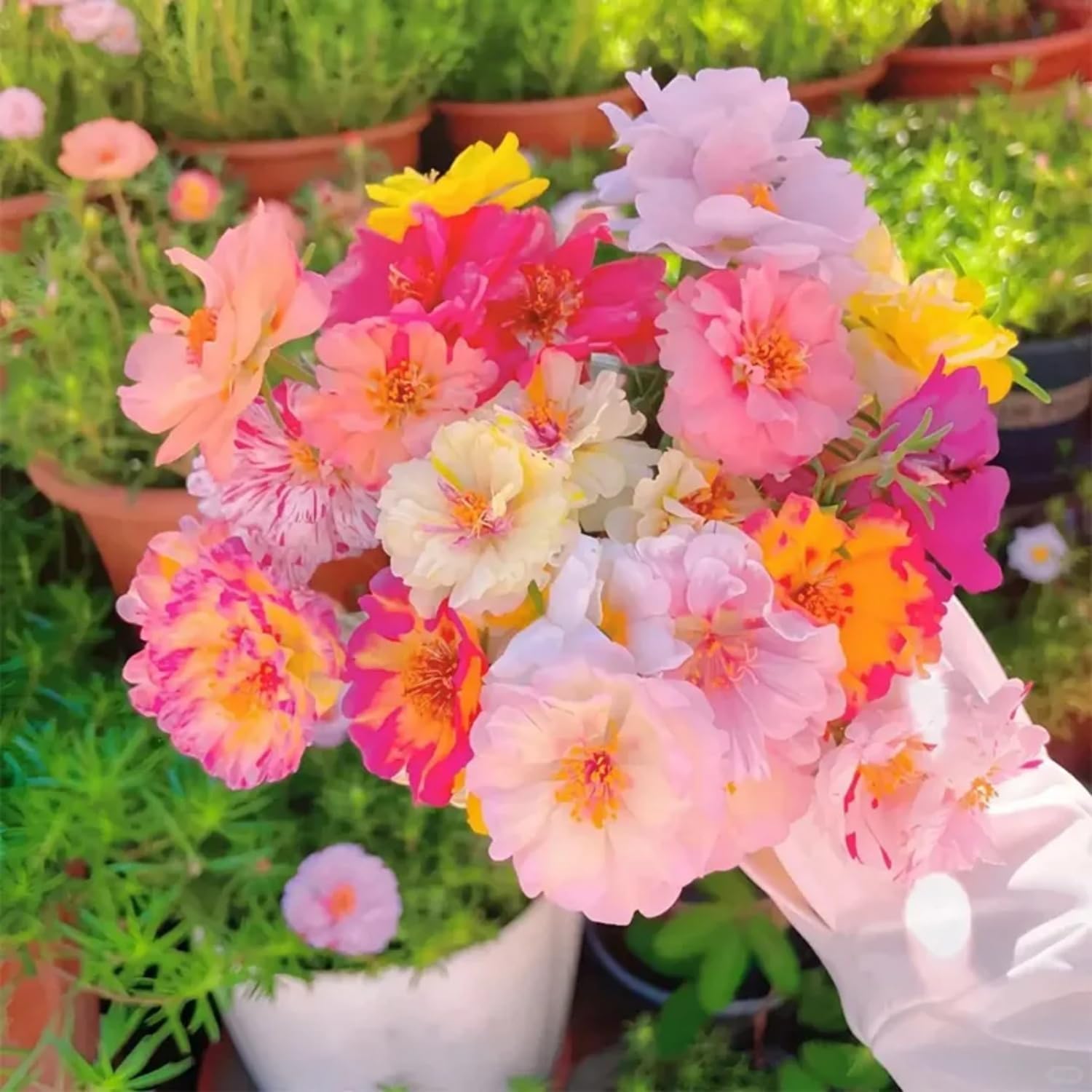 20/100/200 Double Moss Rose Seeds for Planting - Portulaca Grandiflora Seeds Tropical Ground Cover Plant Seeds - Heat  Drought Tolerant(20 Seeds)