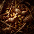 Ginger Seeds 60/300/600pcs — Heirloom Medicinal  Culinary Herb(60pcs)