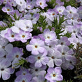 Mountain Phlox Seeds – Phlox subulata 400+ Seeds | Hardy Low-Growing Blooms, Rock Garden  Border Favorite(400 Seeds)