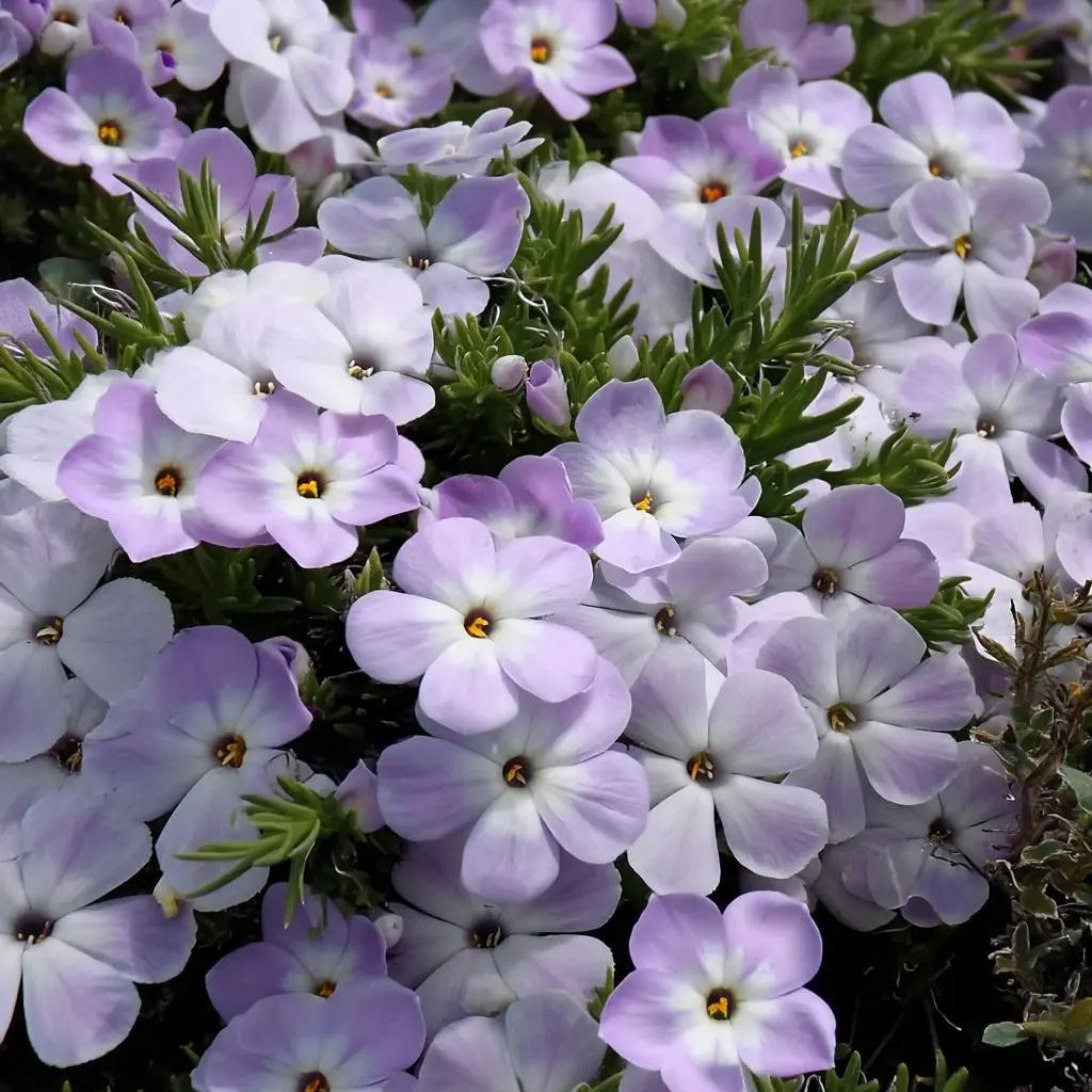 Mountain Phlox Seeds – Phlox subulata 400+ Seeds | Hardy Low-Growing Blooms, Rock Garden  Border Favorite(400 Seeds)