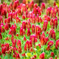 Bulk Pack Crimson Clover Cover Crop Seeds(200 Seeds)