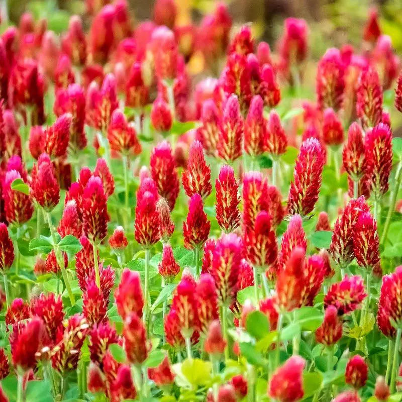 Bulk Pack Crimson Clover Cover Crop Seeds(200 Seeds)