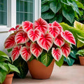100/500/1000 Crimson Sky Caladium Seeds Fancy Perennial Elephant Ears(100 Seeds)