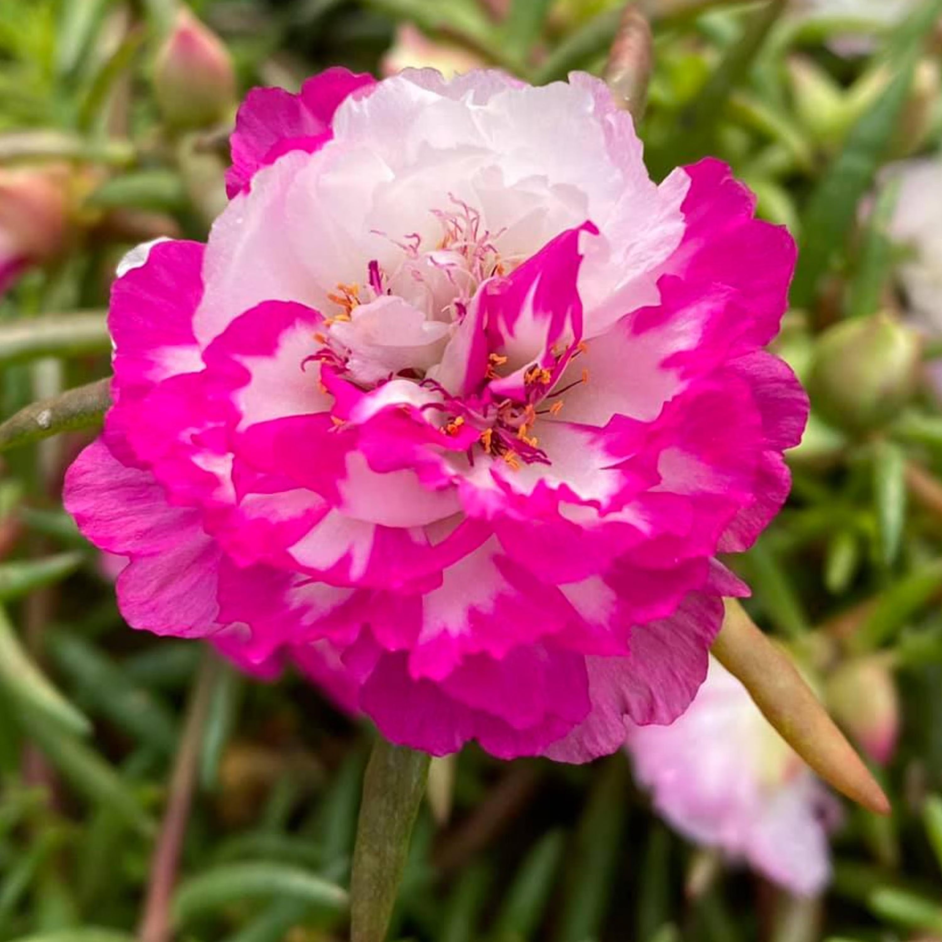 Pink Splash Moss Rose (Portulaca grandiflora) Seeds -Low Maintenance - Attracts Pollinators - Plant in Spring/Summer(20 Seeds)