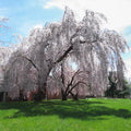Weeping Yoshino Japanese Flowering Cherry Tree (Prunus Yeodensis Pendula) Seeds(20 Seeds)