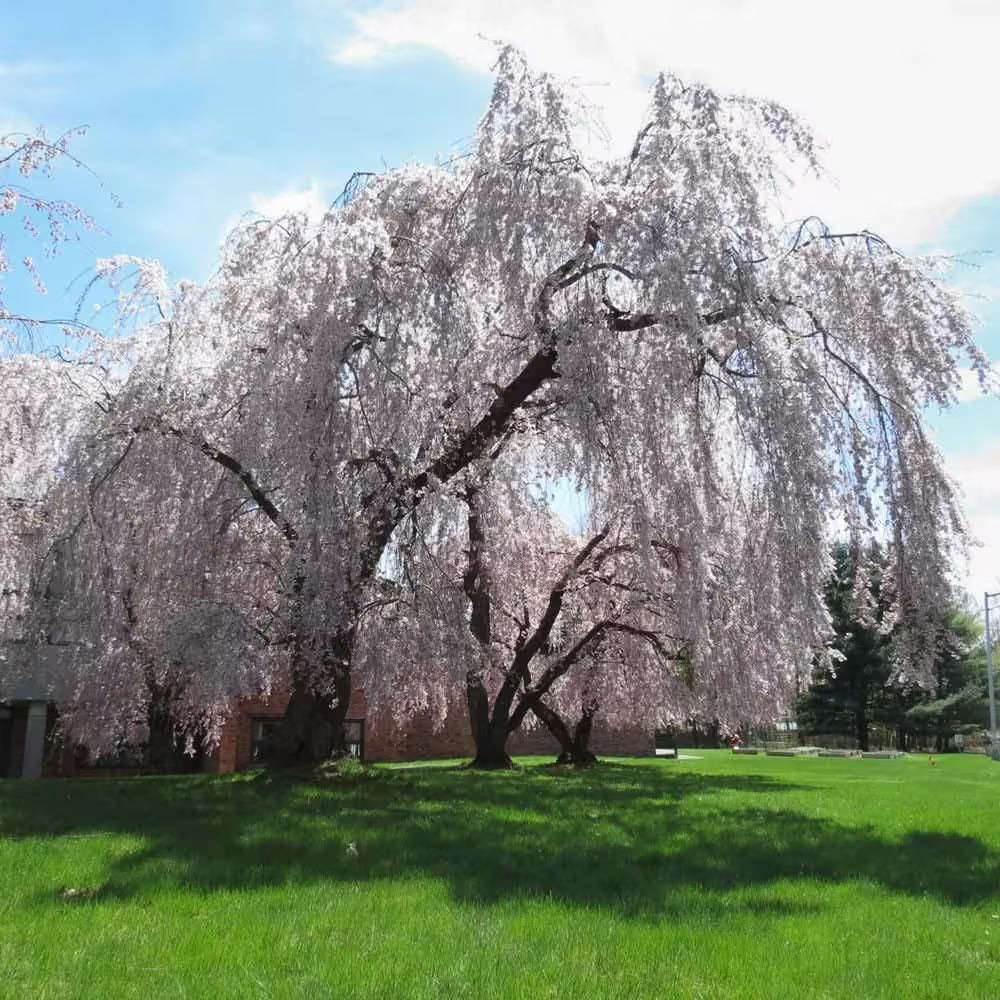 Weeping Yoshino Japanese Flowering Cherry Tree (Prunus Yeodensis Pendula) Seeds(20 Seeds)