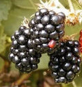 40/200/400 BLACKBERRY Fruit Bush Rubus Allegheniensis Seeds(40 Seeds)
