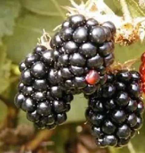 40/200/400 BLACKBERRY Fruit Bush Rubus Allegheniensis Seeds(40 Seeds)