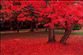 5/25/50 Scarlet CAROLINA RED MAPLE Tree Acer Rubrum Seeds(5 Seeds)
