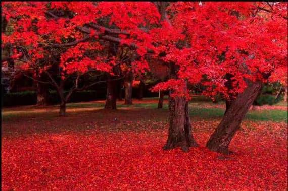 5/25/50 Scarlet CAROLINA RED MAPLE Tree Acer Rubrum Seeds(5 Seeds)