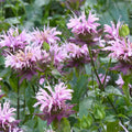 Monarda Fistulosa Bee balm Seeds Wild Bergamot Mintleaf Bee balm(13 Seeds)
