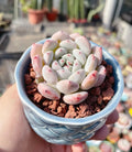 Echeveria 'Viyant',Shop Succulents Unique Succulent Plant Pack Collection - Live Mini Succulent Plants, Low Maintenance, Exceptional Colors  Textures - Wedding and Party Favors, Gift  Garden(1pc)