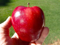 Red Delicious Apple Tree Seeds - 2/10/20 Count - for 2025 Planting Malus Pumis Common Domestic American Pink Flowering Blossoms Perennial Fruit Trees Perennial Grow Your Own Home Farm(2pcs)