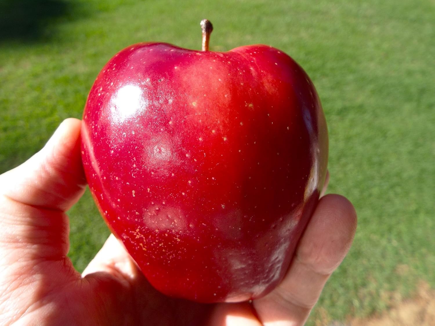 Red Delicious Apple Tree Seeds - 2/10/20 Count - for 2025 Planting Malus Pumis Common Domestic American Pink Flowering Blossoms Perennial Fruit Trees Perennial Grow Your Own Home Farm(2pcs)