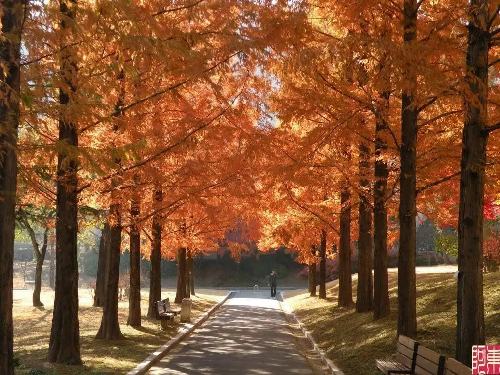 20/100/200 DAWN REDWOOD Tree Metasequoia Glyptostroboides Conifer Seeds(20 Seeds)