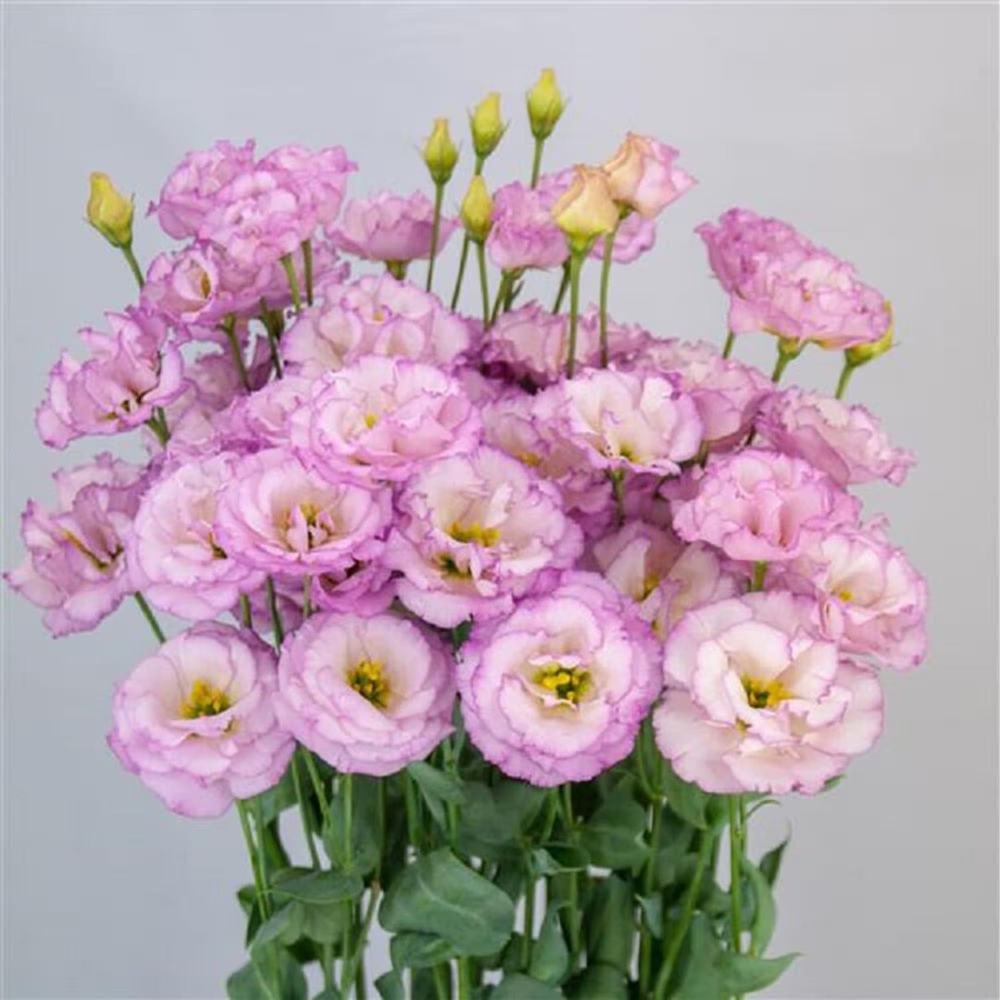 Starlight Lilac Lisianthus Seeds – Elegant Long-Lasting Cut Flowers – Eustoma grandiflorum – Stunning Soft Purple Blooms for Gardens Bouquet(200 Seeds)
