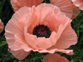 Poppy Papaver Rhoeas - Poppy - Double Shirley Mix seed(40 Seeds)