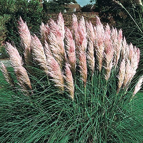 Pink Pampas Grass Seeds – 300/1500/3000 Pcs. Perennial, Drought-Tolerant Ornamental Grass for Large Garden Borders, Privacy Landscaping, Xeriscaping, and Low-Maintenance Outdoor Spaces(300 Seeds/Pampas - Pink)