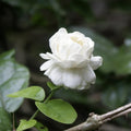 Jasmine Flower Seeds – 100 Pcs – Fragrant White Blooms for Gardens and Containers(100 Seeds)