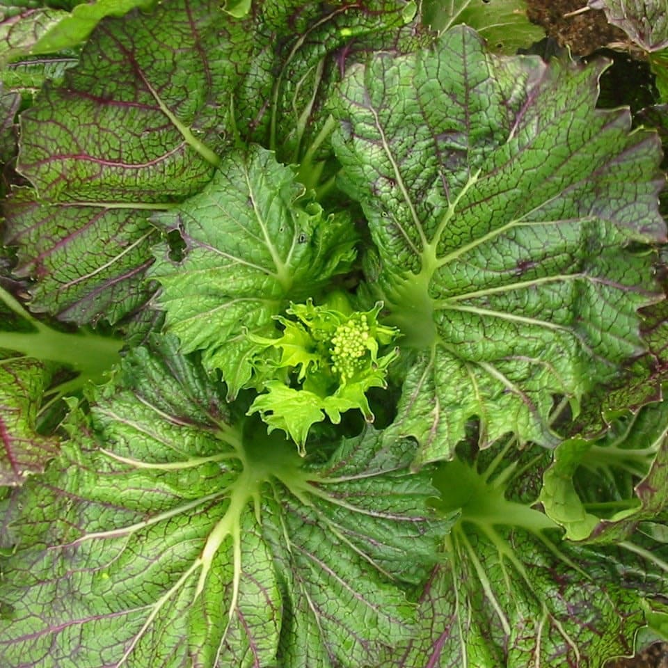 Mustard Chinese giant leaf heirloom seeds seeds 40+(40 Seeds)