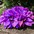 Blue Purple Hosta Seeds Shade Perennial Garden(20 Seeds)