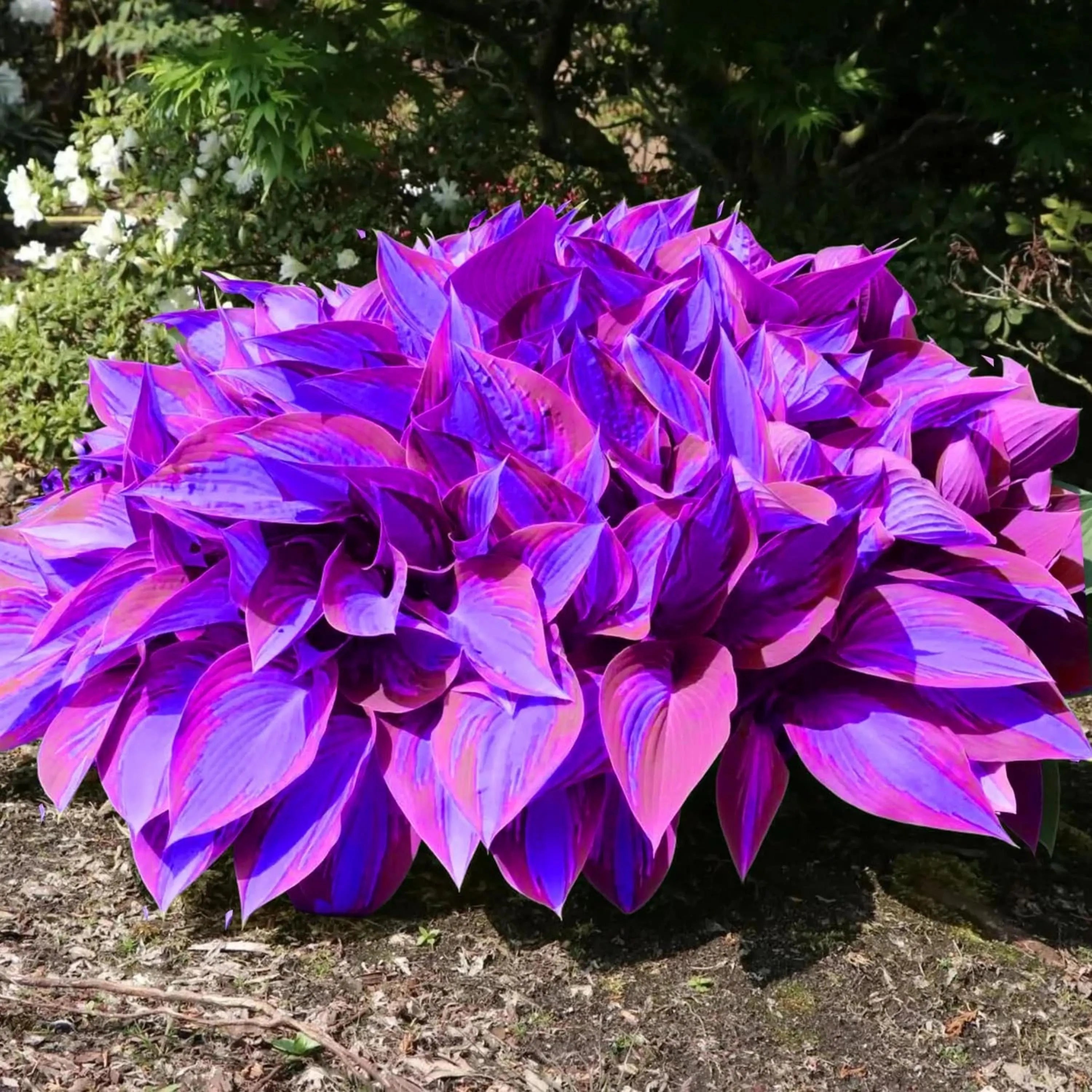 Blue Purple Hosta Seeds Shade Perennial Garden(20 Seeds)