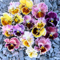 Mix Pansy Seeds-Cold Resistant-Self-Pollinating-Open-Pollinating -Draft Resistant -Plant in late Summer/ early Spring(20 Seeds)