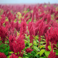 Amaranth Seeds - Organic, Heirloom, Open Pollinated, Non GMO - Grow Indoors, Outdoors, In Pots, Grow Beds, Soil, Hydroponics  Aquaponics(10 Seeds)