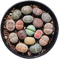 Lithops , Small Random Mix Rare Live Succulent Plants, Rooted in a 2-inch pot, Live Plant, Bare Root Without Pot  Soil, Indoor Office, Friend Plant Lovers Gifts(1pc)