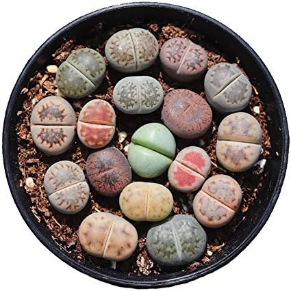 Lithops , Small Random Mix Rare Live Succulent Plants, Rooted in a 2-inch pot, Live Plant, Bare Root Without Pot  Soil, Indoor Office, Friend Plant Lovers Gifts(1pc)