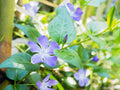 Blue Potato Bush Seeds – Solanum rantonnetii – 40/200/400 Seeds(40)