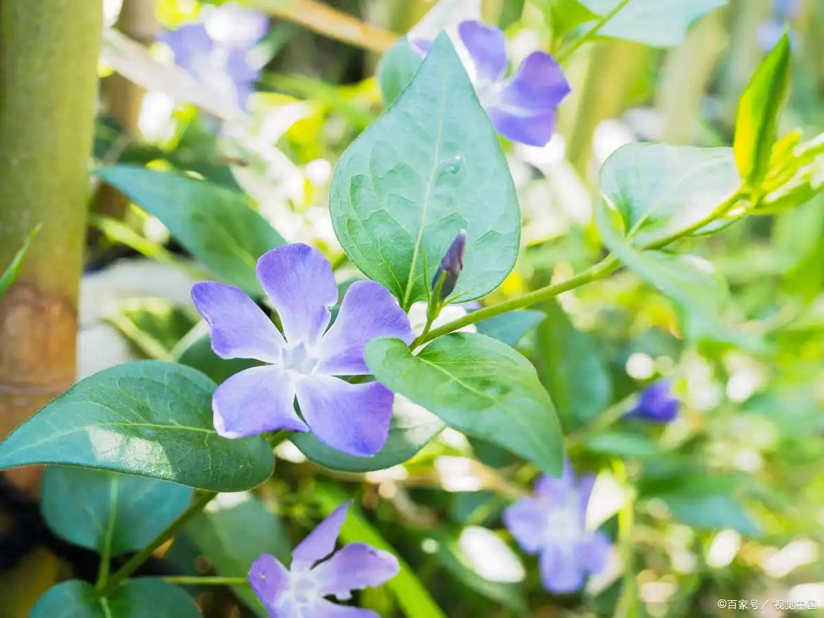 Blue Potato Bush Seeds – Solanum rantonnetii – 40/200/400 Seeds(40)