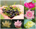 Mixed Mini Bonsai Lotus Seeds, Lotus Lily, Nelumbo Nucifera, Pond Lotus, Zen Gardens and Home Decor(5 Seed)