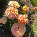 4/20/40 Seeds | La Park Floribunda Rose Seeds - Perennial - Authentic Seeds - Mix Seeds - Late Winter to Early Spring Planting Time(4 Seeds)