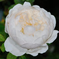 10/50/100+ Seeds | AUSlevel Perennial Rose Seeds, Rare Rose Flower Mix, Beautiful Garden Blooms, Easy Grow Ornamental Plant Seeds(10 Seeds)