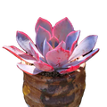 Echeveria shaviana 'Pink Frills', Live Mini Succulent Plants, Valentine's Day gifts and bouquets,Low Maintenance, Exceptional Colors  Textures(1pc)