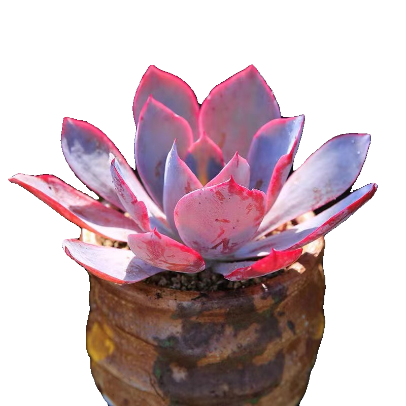 Echeveria shaviana 'Pink Frills', Live Mini Succulent Plants, Valentine's Day gifts and bouquets,Low Maintenance, Exceptional Colors  Textures(1pc)